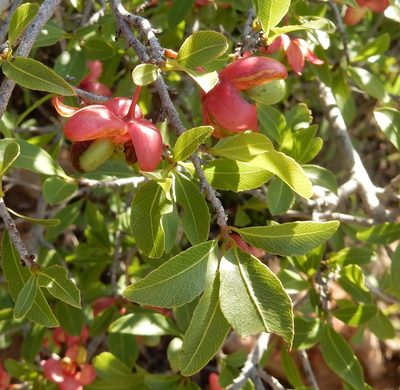 Ochna pretoriensis, photographed by Henry de Lange