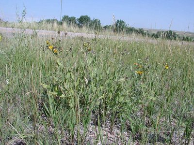 Helianthus pumilus, photographed by Tom Gulya