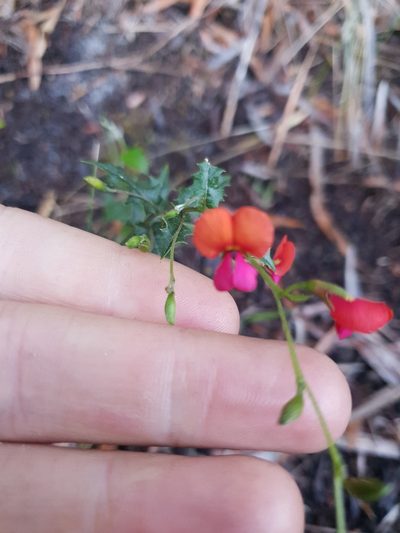 Chorizema ilicifolium, photographed by Em Lamond