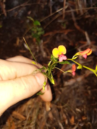 Chorizema ilicifolium, photographed by Em Lamond