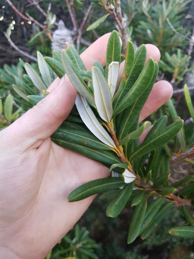 Banksia verticillata, photographed by Em Lamond