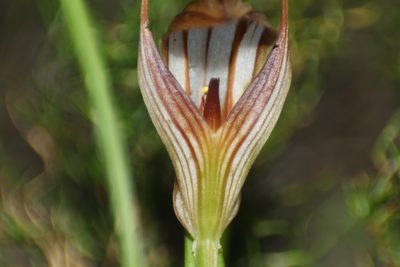 Pterostylis rogersii, photographed by Em Lamond