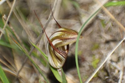 Pterostylis rogersii, photographed by Em Lamond
