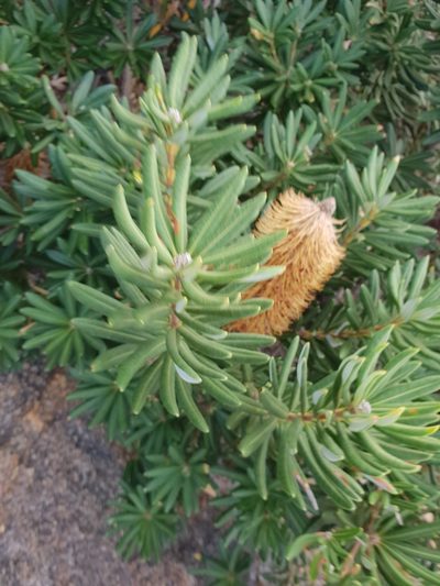 Banksia verticillata, photographed by Em Lamond