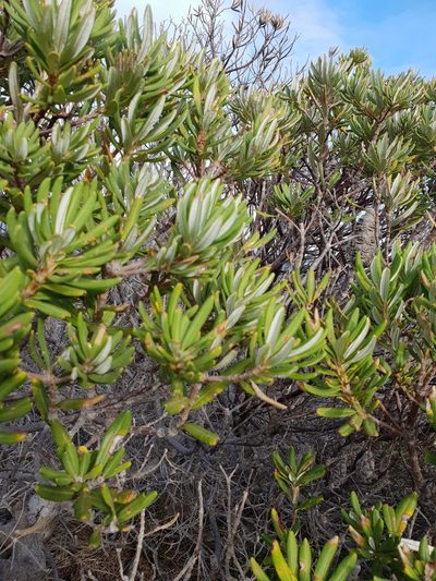 Banksia verticillata, photographed by Em Lamond