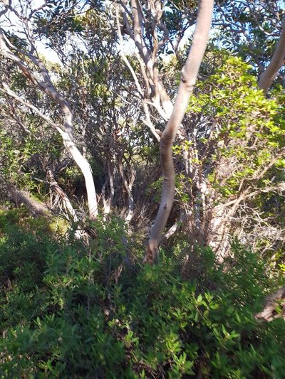 Eucalyptus angulosa, photographed by Em Lamond