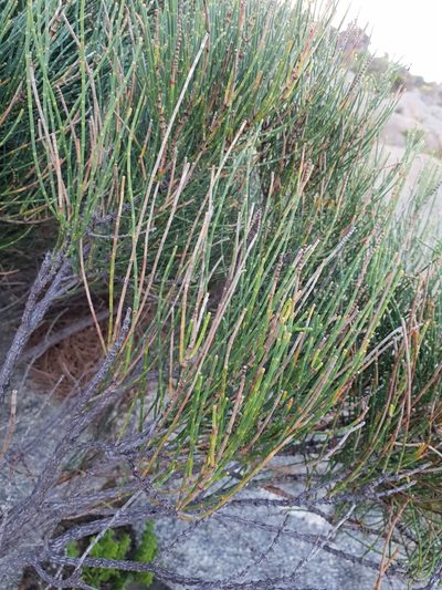 Allocasuarina humilis, photographed by Em Lamond