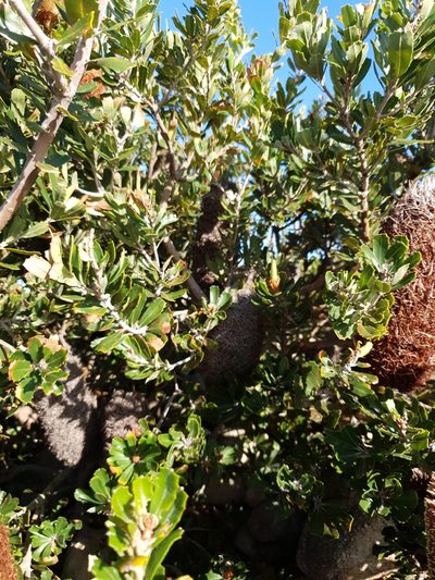 Banksia praemorsa, photographed by Em Lamond
