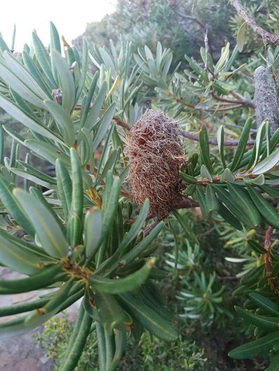 Banksia verticillata, photographed by Em Lamond