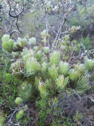 Adenanthos sericeus, photographed by Em Lamond