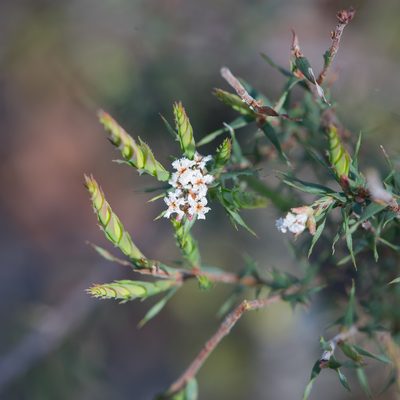 Leucopogon glacialis, photographed by Kym Nicolson
