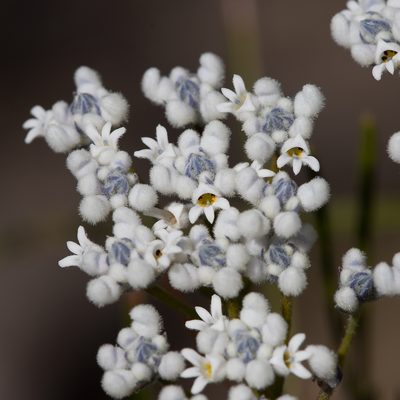 Conospermum mitchellii, photographed by Kym Nicolson