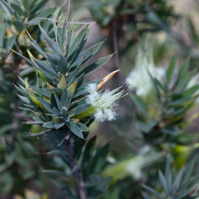 Styphelia adscendens, photographed by Kym Nicolson