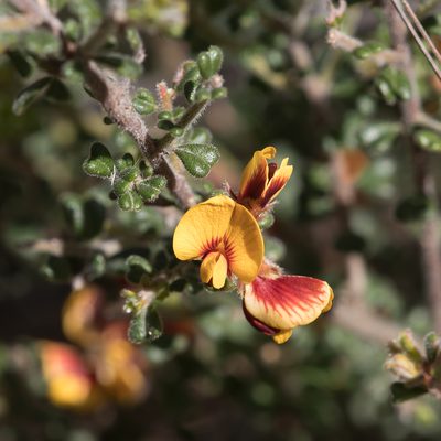 Pultenaea scabra, photographed by Kym Nicolson