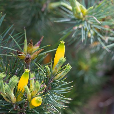 Stenanthera pinifolia, photographed by Kym Nicolson