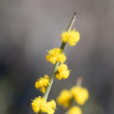 Acacia spinescens, photographed by Kym Nicolson