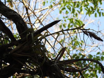 Tillandsia polystachia, photographed by Neptalí Ramírez Marcial