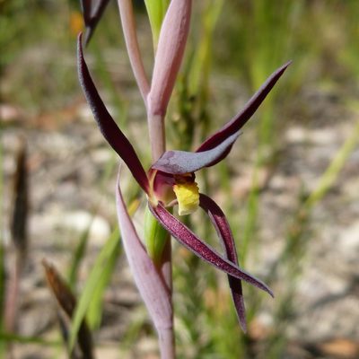 Lyperanthus suaveolens, photographed by Kiri Bee