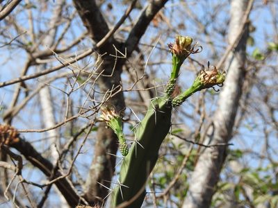Acanthocereus chiapensis, photographed by Neptalí Ramírez Marcial