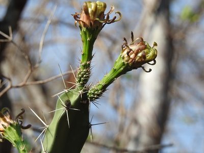 Acanthocereus chiapensis, photographed by Neptalí Ramírez Marcial