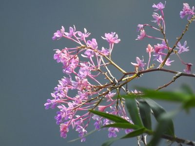 Epidendrum myrianthum, photographed by Neptalí Ramírez Marcial