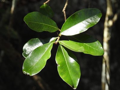 Sideroxylon palmeri, photographed by Neptalí Ramírez Marcial