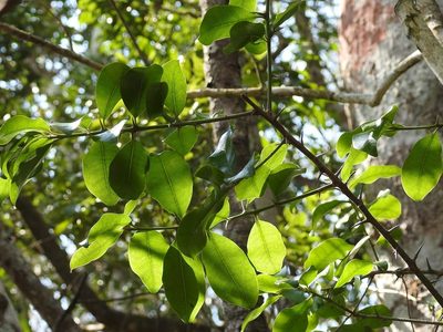 Sideroxylon palmeri, photographed by Neptalí Ramírez Marcial