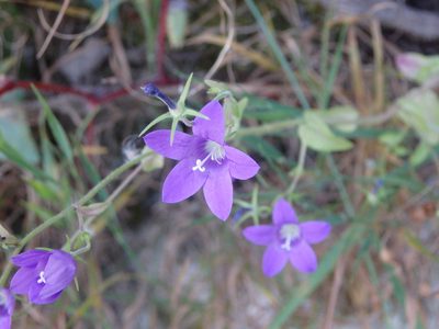 Campanula lusitanica, photographed by Carminda Santos