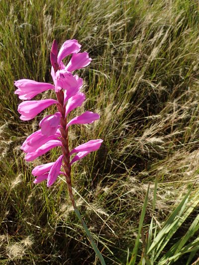 Watsonia confusa, photographed by Peter Warren