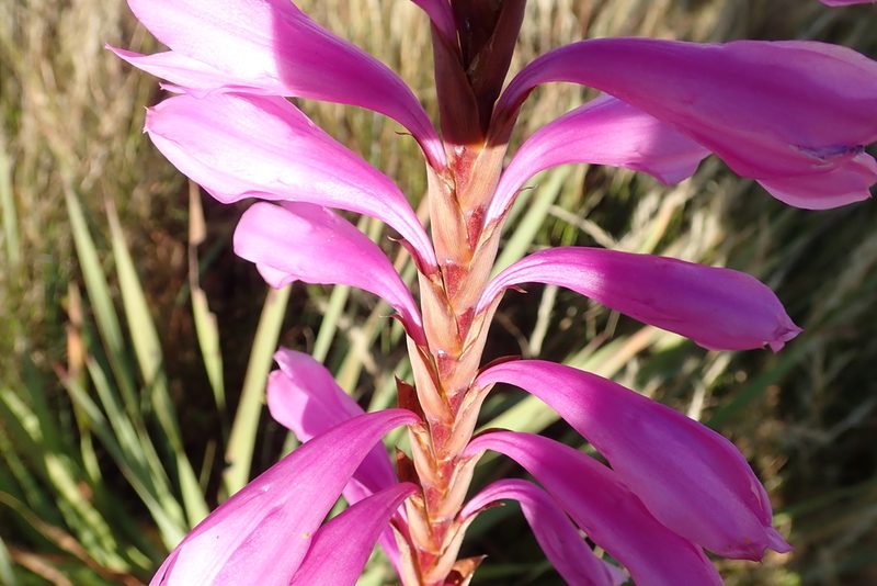 Watsonia confusa, photographed by Peter Warren