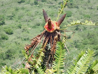 Encephalartos natalensis, photographed by Peter Warren
