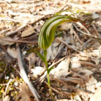 Pterostylis ampliata, photographed by Kiri Bee
