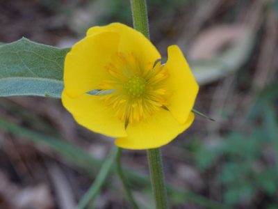 Ranunculus bupleuroides, photographed by Carminda Santos