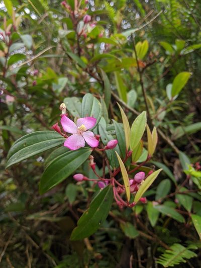 Medinilla fengii, photographed by Cheng-Te Hsu