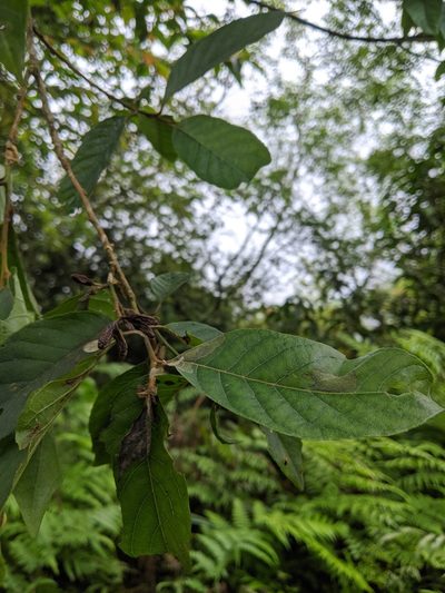 Alniphyllum pterospermum, photographed by Cheng-Te Hsu