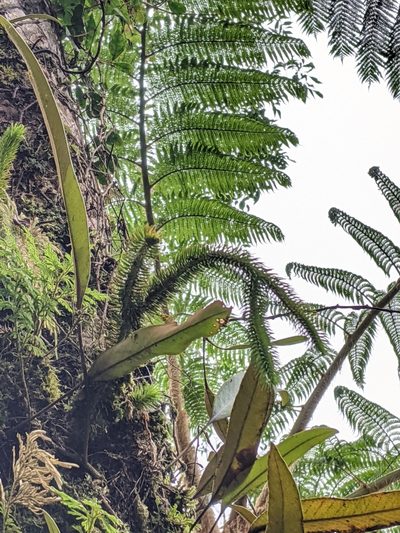 Phlegmariurus squarrosus, photographed by Cheng-Te Hsu
