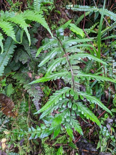 Asplenium cuneatiforme, photographed by Cheng-Te Hsu