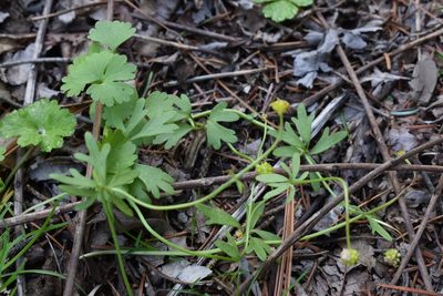 Ranunculus franchetii, photographed by Repina Tatyana