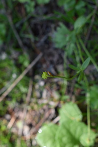 Ranunculus franchetii, photographed by Repina Tatyana