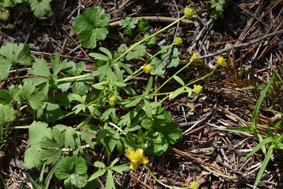 Ranunculus franchetii, photographed by Repina Tatyana