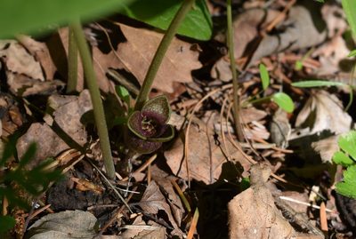Asarum sieboldii, photographed by Repina Tatyana