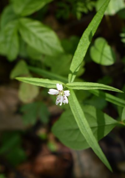 Pseudostellaria sylvatica, photographed by Repina Tatyana