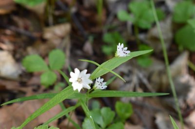 Pseudostellaria sylvatica, photographed by Repina Tatyana