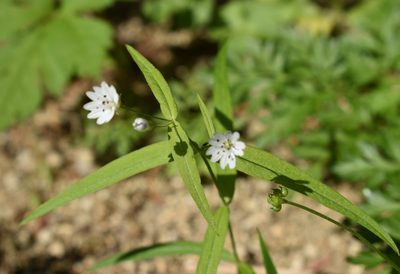 Pseudostellaria sylvatica, photographed by Repina Tatyana