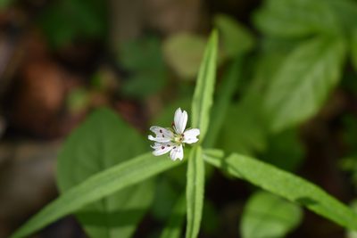 Pseudostellaria sylvatica, photographed by Repina Tatyana