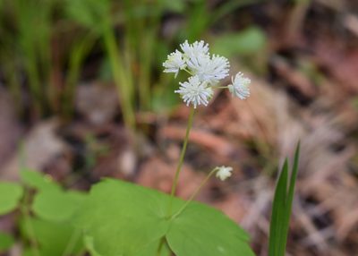 Thalictrum filamentosum, photographed by Repina Tatyana