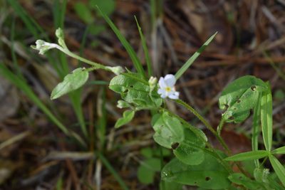Trigonotis radicans, photographed by Repina Tatyana