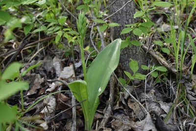 Platanthera densa, photographed by Repina Tatyana