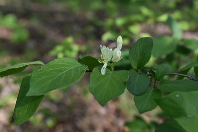 Lonicera ruprechtiana, photographed by Repina Tatyana