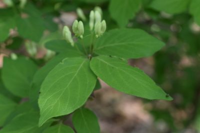 Lonicera ruprechtiana, photographed by Repina Tatyana